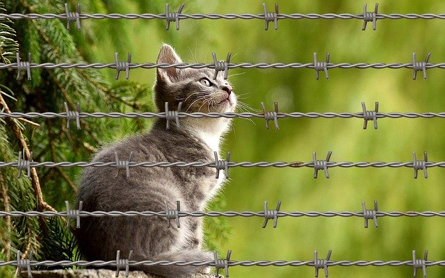 Katze hinter Stacheldraht