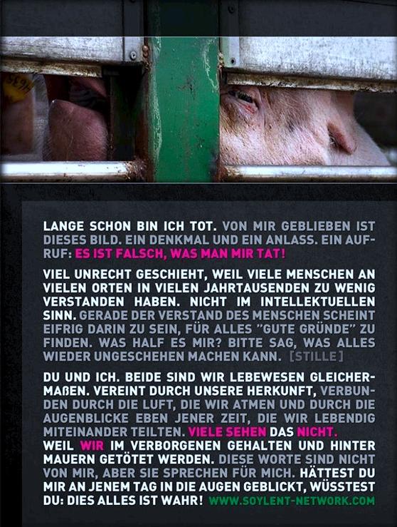 Schweine