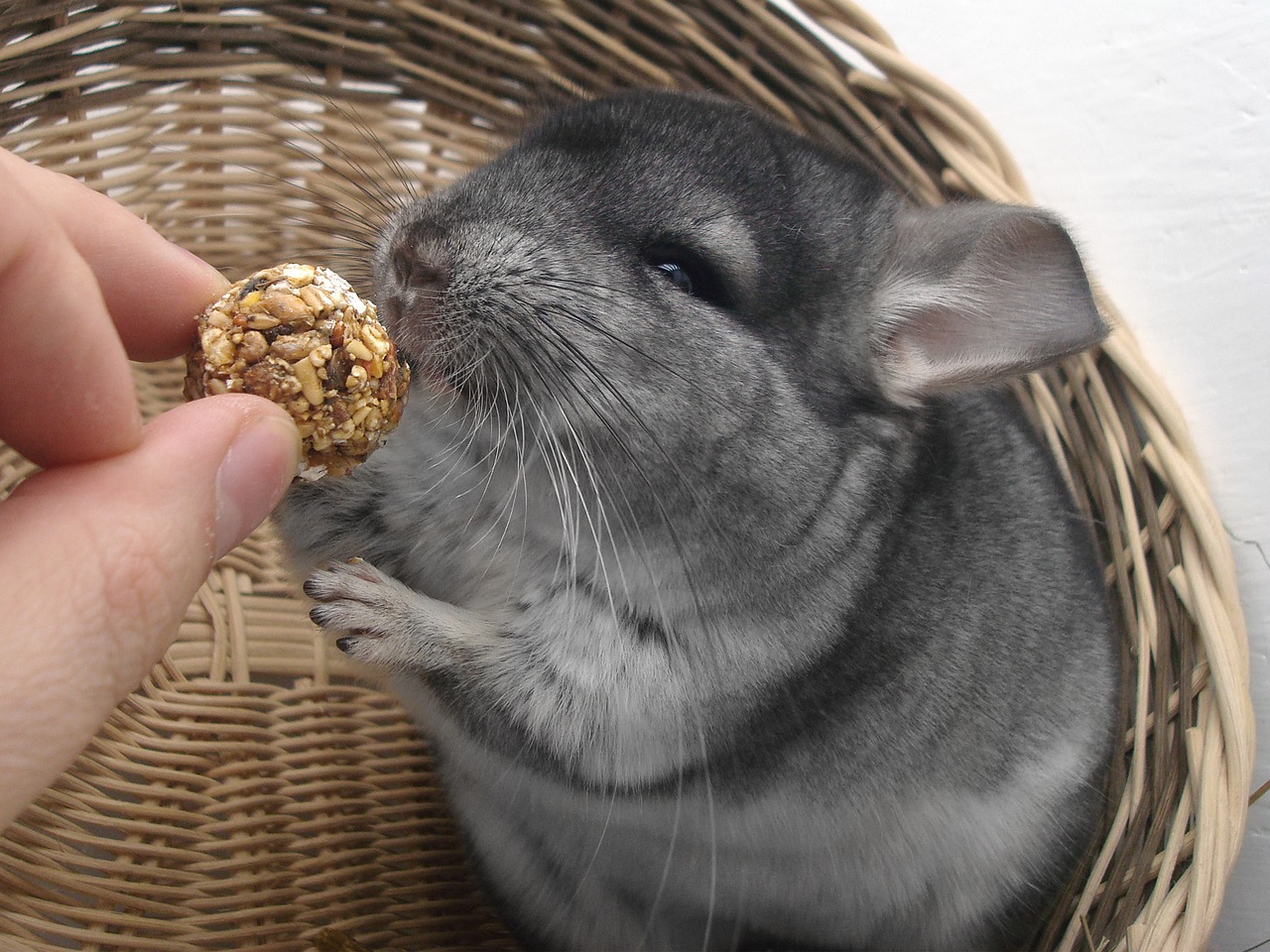 Chinchilla  2 