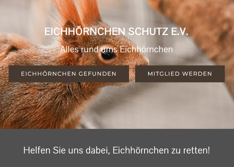 Eichhörnchen 2