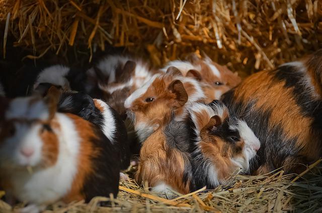 Animal hoarding