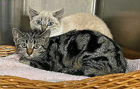 Flavia und Flavio