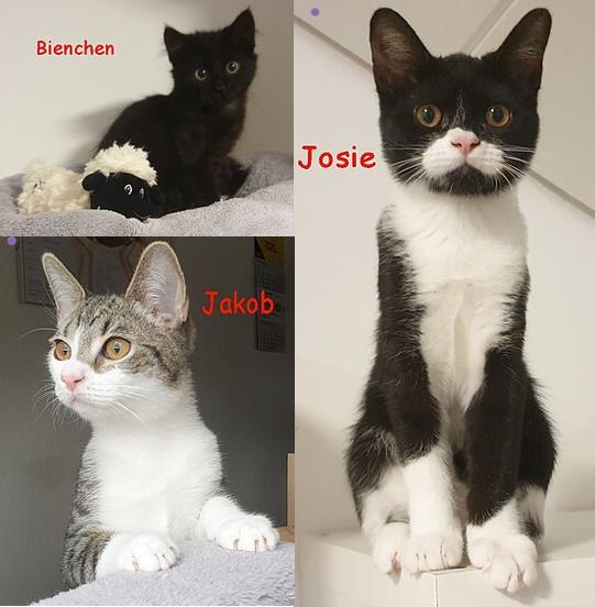 Josie und co1