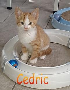 Katzenkinder 01