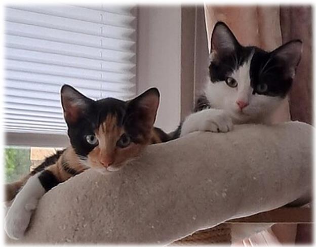 Katzenkinder 01