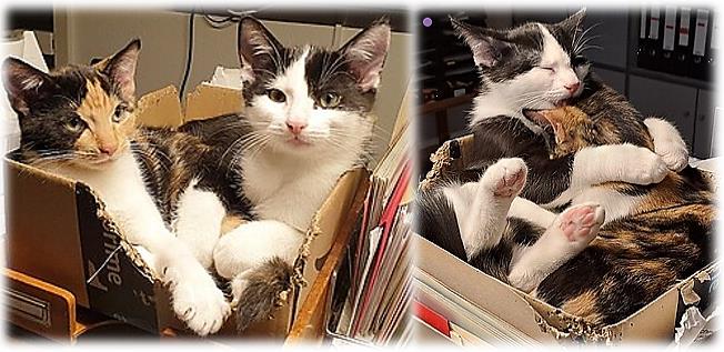 Katzenkinder 02