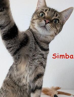 Simba