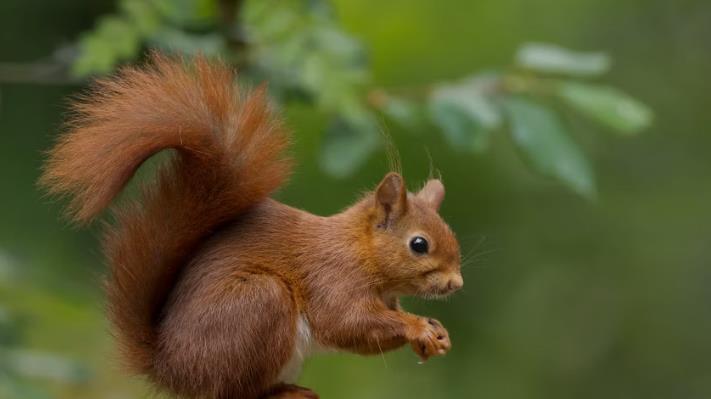Eichhörnchen2