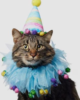 Tiere im Karnevalskostüm